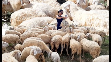 Đồi Cừu Chú Tế Ở Bà Rịa Vũng Tàu 2021