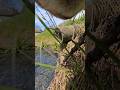 Cat POV: On the Hunt (Part 2) 🐾