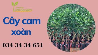 Mua cây cam xoàn ở đâu uy tín| Tiên Garden| 0343434651