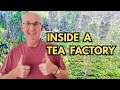 Visit a Tea Factory in Sri Lanka | Halpewatte Tea Tour Ella