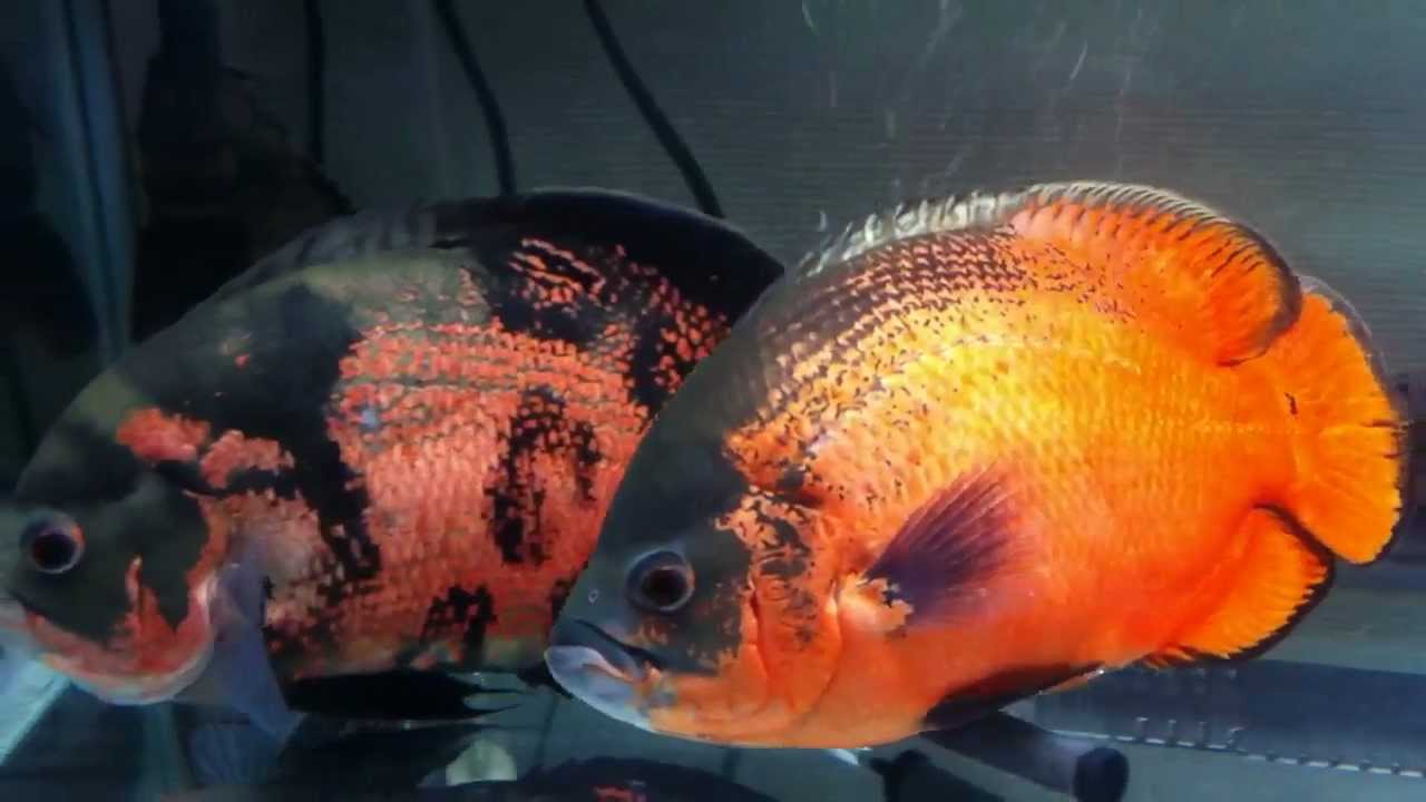 Alimentos dos meus peixes oscar Doovi