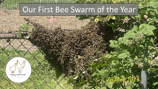 First Bee Swarm of the Year by Happy Wife Acres 148 views 11 months ago 2 minutes, 31 seconds