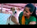 Dog's fall into deep pit almost kills her. But rescuers were on the way!
