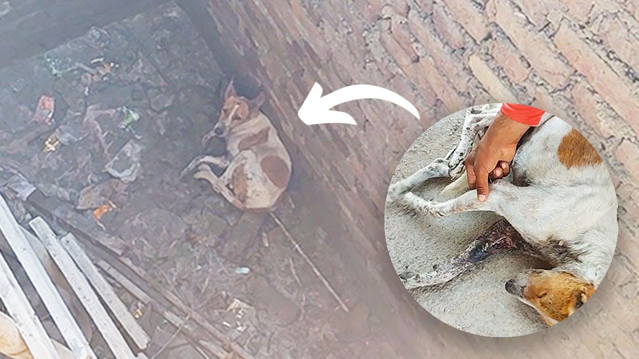 Dog's fall into deep pit almost kills her. But rescuers were on the way! -  YouTube