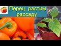 Перец Растим рассаду Пересадка Подкормка важна!