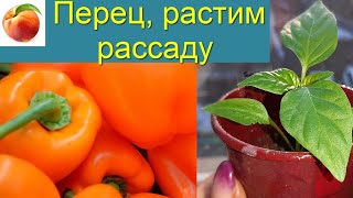 Перец Посадка перца Растим рассаду Пересадка Подкормка важна!