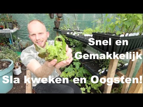 Video: Sla Binnen Kweken