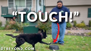How To Train Your Dog To Come With The Touch Command