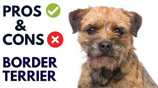 Border Terrier Breed Pros and Cons | Border Terrier Advantages and Disadvantages  #AnimalPlatoon