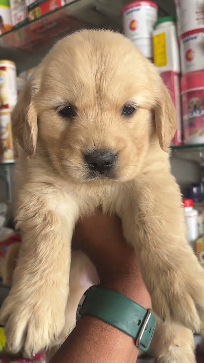 Golden retriever 9888492816