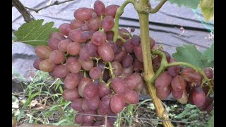 Виноград 2022. Богема
