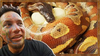 Celebrity EPIC BLOOD PYTHON ON EGGS Wealth