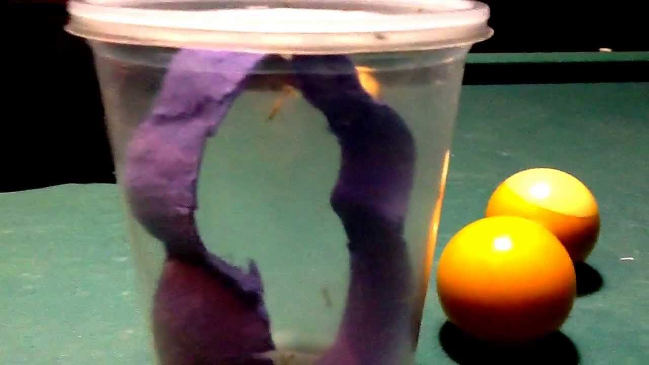 feeding a baby praying mantis