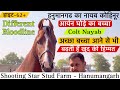 हनुमानगढ का आर्यन घोड़े का बच्चा नायाब और  बच्चा अच्छा आने से भी बढ़ती हैं खुद की हिम्मत !