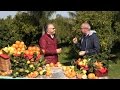 Gioielli di Sicilia: Arance rosse e spremute 100% _TV_Buone Cose