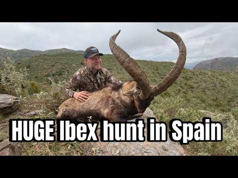 HUGE Ibex in Spain!