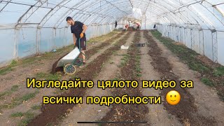 видео: Подхранване в оранжерия за домати, краставици, патладжан, пипер и други. Обезплевяване без хербициди картинка: Подхранване в оранжерия за домати, краставици, патладжан, пипер и други. Обезплевяване без хербициди