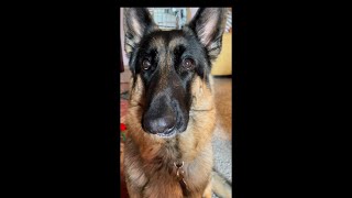 Saturday Morning German Shepherd Wake-up 20230513