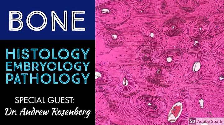 Normal Bone Histology & Embryology 101 with Dr. An...