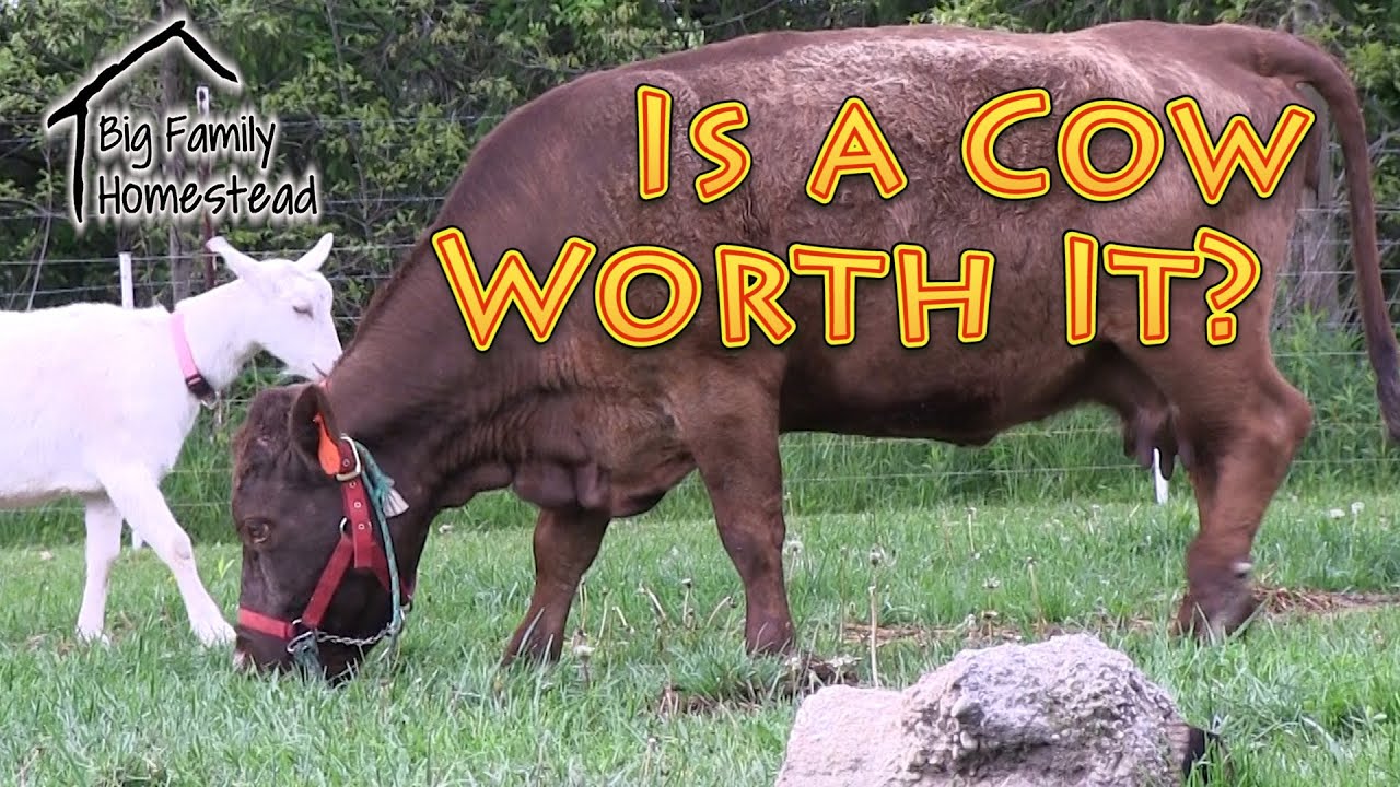 Is a Cow Worth It? YouTube