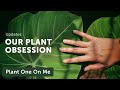 Our plant obsession and how it may be fueling the illegal trade  updates 021