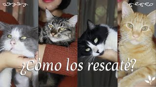 Adopté 10 gatos de la calle | Selena Mendivil by Selena Mendivil 247 views 3 years ago 8 minutes, 55 seconds