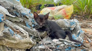 It's pitiful to find a skinny, hungry kitten in the dirty rubble