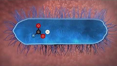 Microencapsulation in poultry