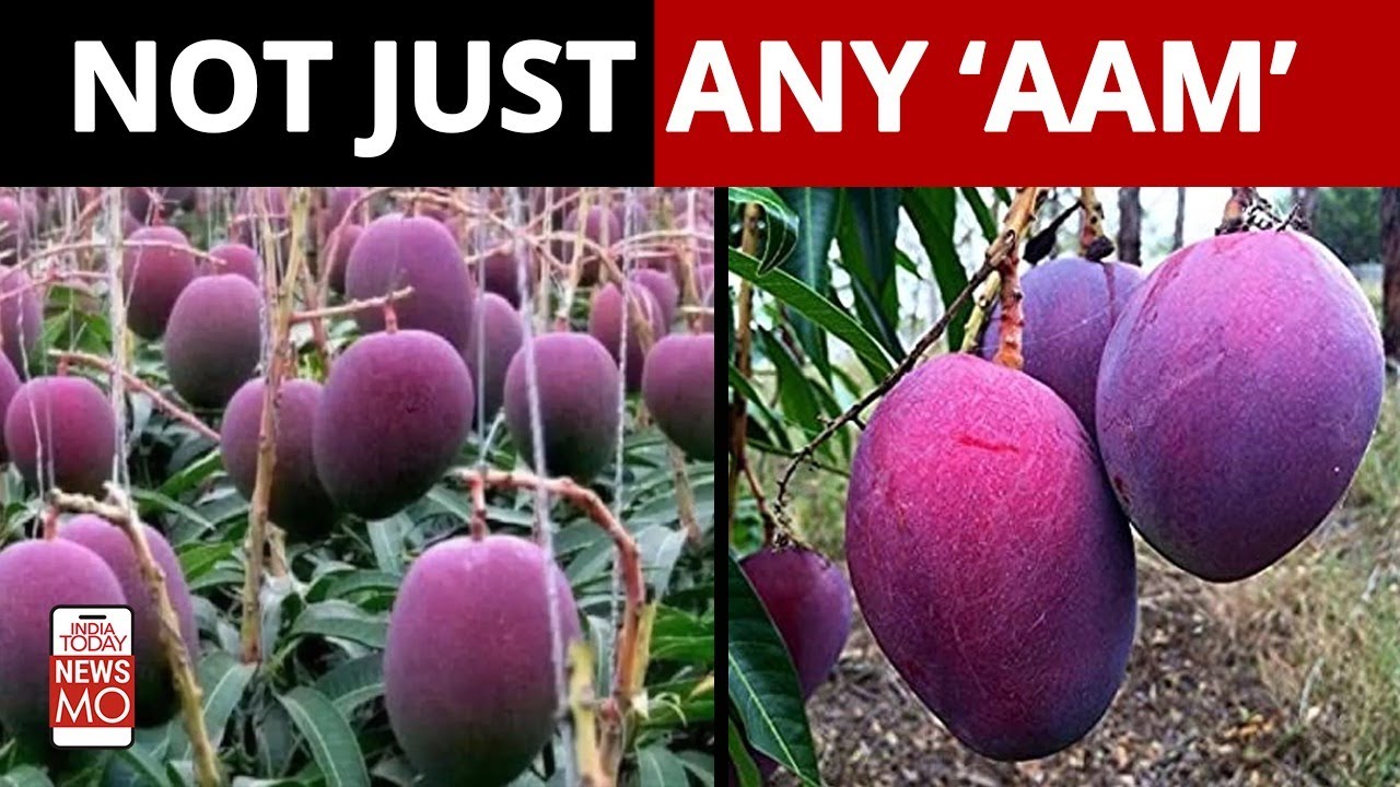 World's Most Expensive Mango Awesome Japan Agriculture