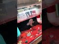 来看看这条贪吃鱼 #雷龙 #水族 #猛魚