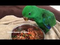 Indy the Eclectus baby