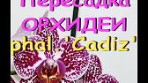 Орхидеи,узамба́рские фиалки,Самара🌺