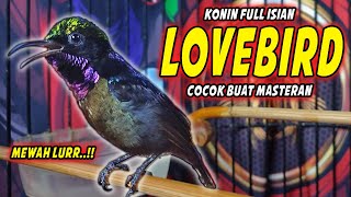 Download Lagu KONIN GACOR FULL ISIAN TEMBAKAN LOVEBIRD \u0026 GEREJA MEWAH !! MASTERAN KOLIBRI NINJA BAHAN CEPAT MASUK MP3 Download Lagu KONIN GACOR FULL ISIAN TEMBAKAN LOVEBIRD \u0026 GEREJA MEWAH !! MASTERAN KOLIBRI NINJA BAHAN CEPAT MASUK MP3