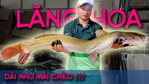 Cao Thủ Chuyên Hàng Phục Cá Lăng Hoa Tự Nhiên | Câu Cá Lăng Hoa