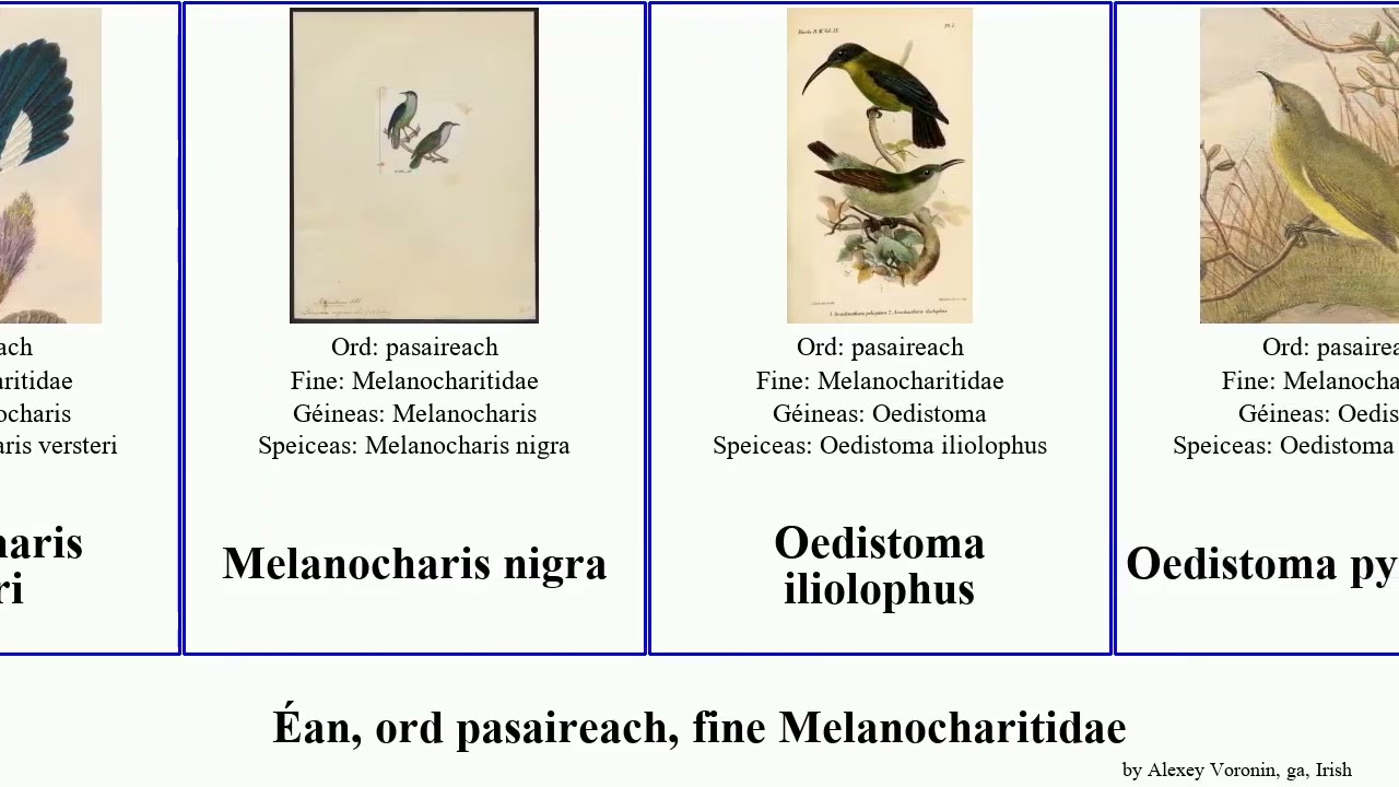 Éan, ord pasaireach, fine Melanocharitidae melanocharis bird featuring nigra longicauda Oedistoma