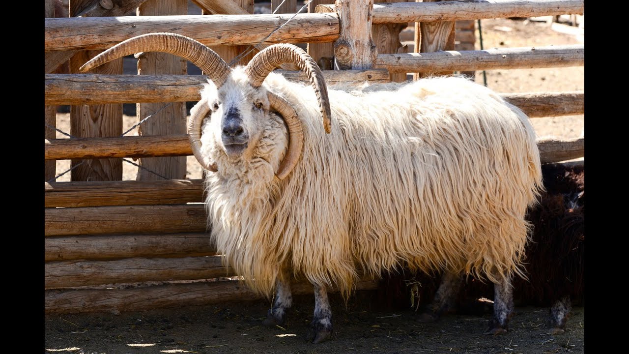 Tierra Wools Jacob Sheep Sheep Animals