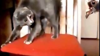 Приколы с Кошками Смешное Видео Про Котов 100% позитив Приколы с Кошками Смешное Видео Про Котов 100% позитив