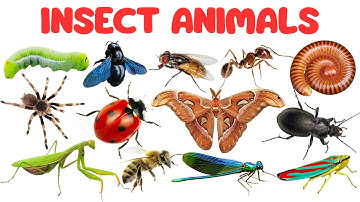 Insect Animals for Kids | Learn Insect Names in English