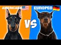 Doberman Americano Vs Doberman Europeo