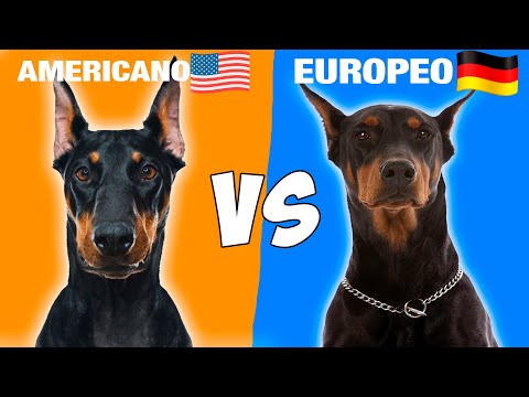 Video: Diferentes razas de pugs