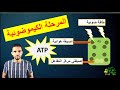 المرحلة الكيموضوئية من عملية التركيب الضوئي