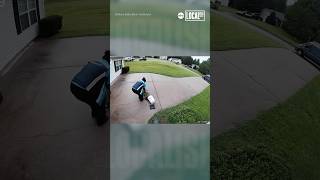 Kind delivery driver rescues familys prized plant