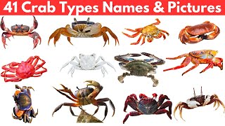 41 Types of Crabs  Names and Pictures