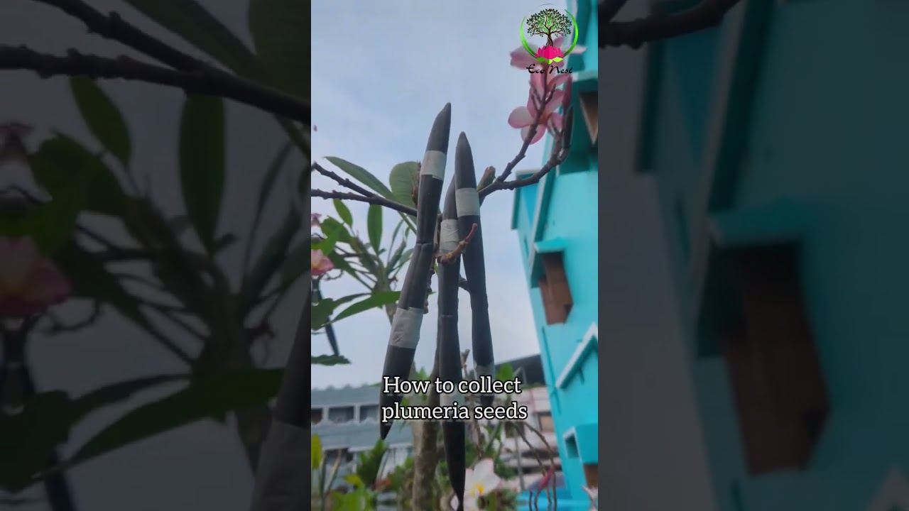Plumeria seed collection || plumeria seeds 