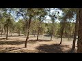 Take a walk inside the Biggest Forest in Israel | היער הגדול בישראל (יתיר): מבט מבפנים