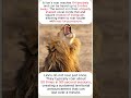 🦁😨Why a Lion's Roar Can Be Heard 5 Miles Away🦁😨