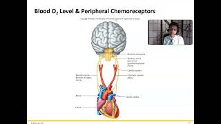 Ch 16 Respiratory System Control of Breathing