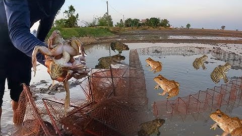 Đặt thử 12 cửa ngục và loa túc Ếch mùa lũ rút , chạy ếch thấy mê #đồngcárô