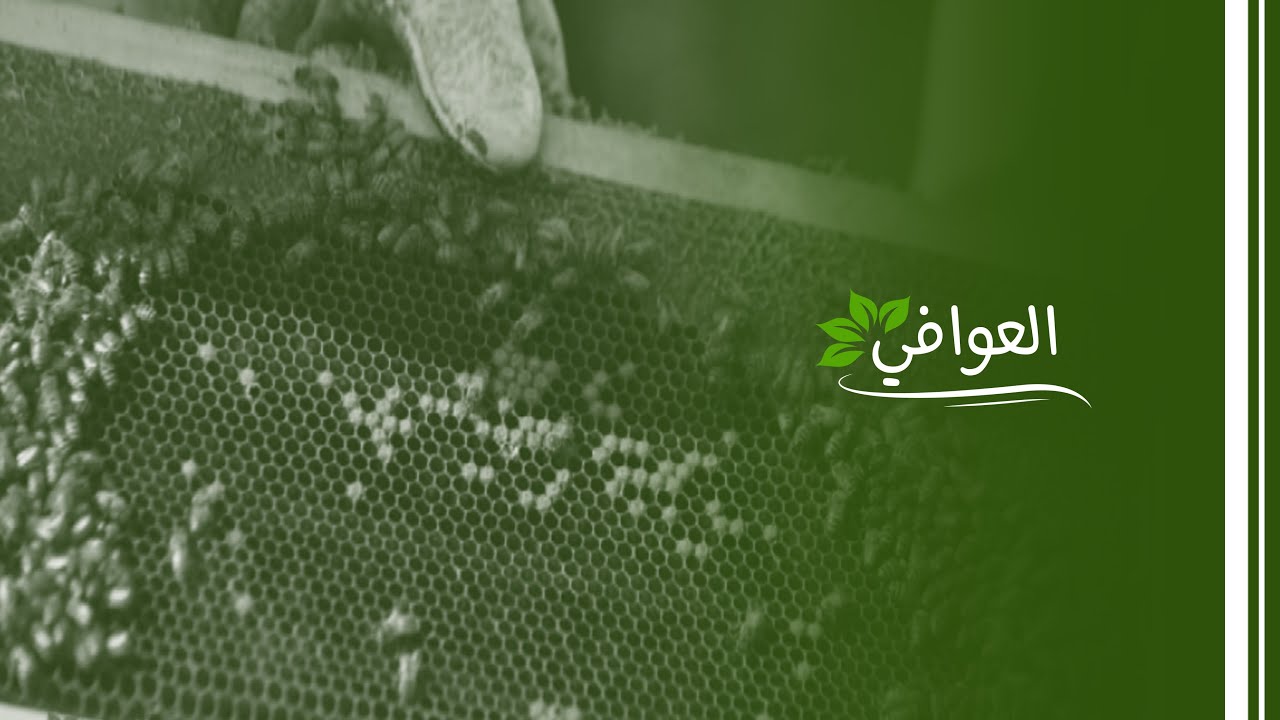 العوافي - العسل