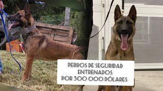 Perros más caros que puedes encontrar